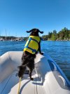 Barkley on the skiff.jpg