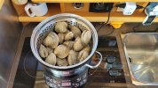 steamed clams.jpg