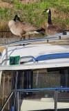 Tugnuts Wildlife2.jpg