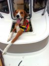 McQueen in boat hatch 2.JPG