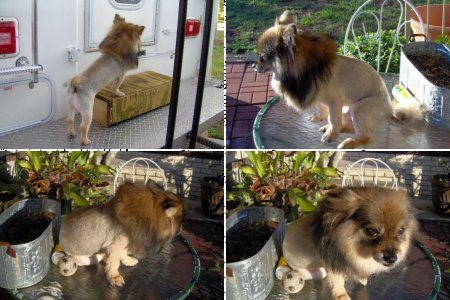 Pooh The lion Dog