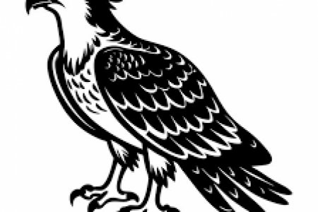 Osprey
