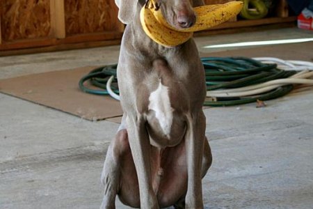 Sittin' fer bananas
