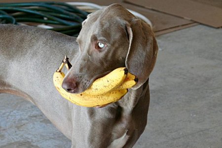 Me like bananas