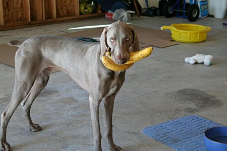 You like bananas?
