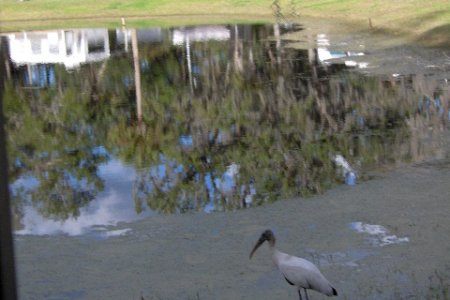 Media 'captd on January 8, 2008, 12:44 pm' in album 'St Johns River trip'