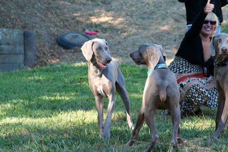 Dog Party!