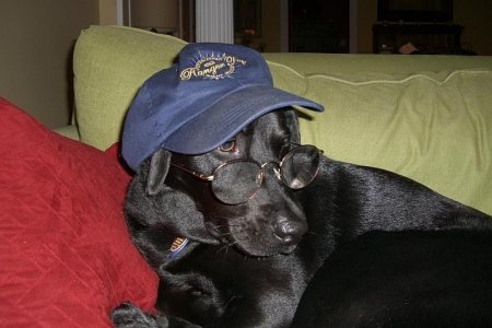 little dog in Ranger hat