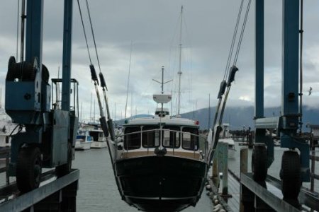 Auklet 014