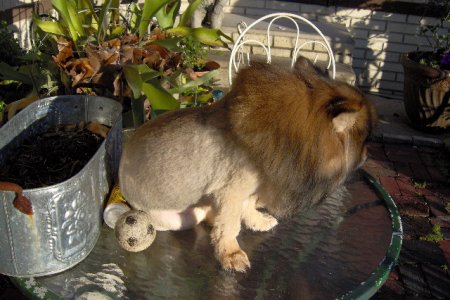 Pooh Bears Lion look 008