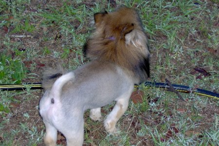 Pooh Bears Lion look 003