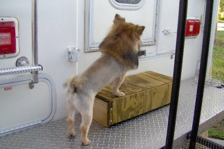 Pooh Bears Lion look 018