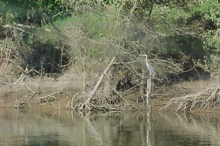 Bird on Cumberland river