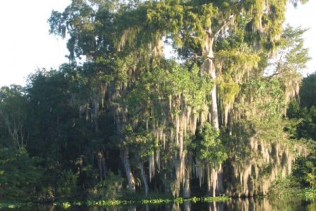 6 Cypress tree