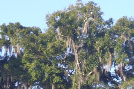 6A Bald Eagle