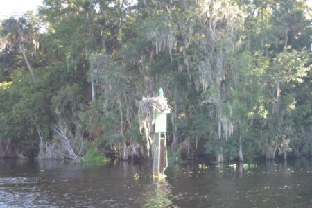 7 Osprey nest on channel marker