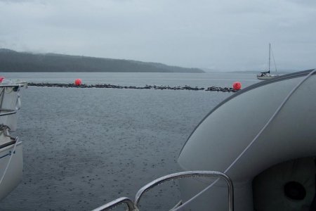 vaca 2009 293