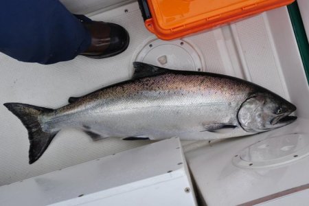 King Salmon, Salisbury Sound