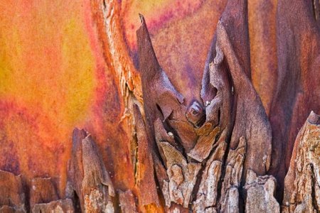 Tree bark - Blake Island