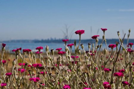 Looking east to Seattle from Blake Island