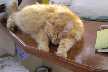 Babe asleep on the table!
