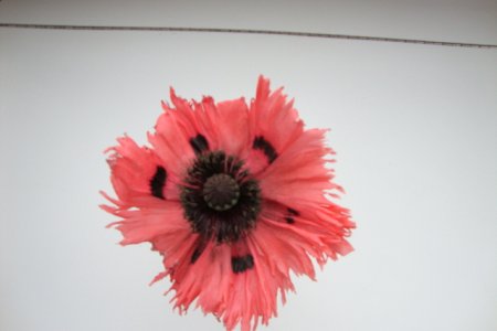 Poppy given by Janet (Dreamer) to add to the cedar bough for the christening.