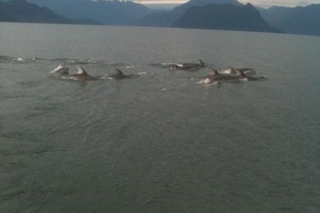 1. Dolphins 2 Sept 24 2010