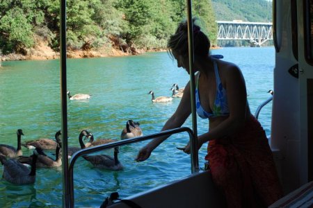 Lorrie & her flock at Lake Shasta