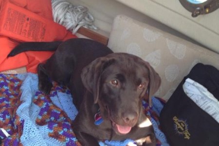 Sable in the V-berth