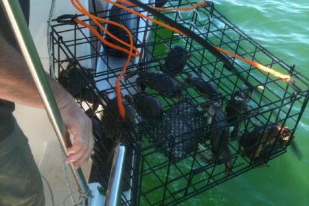 Fifteen crab at Fishermen's Bay
