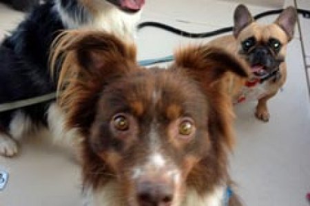 dogssm