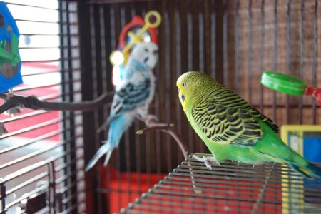 Budgies who cruise