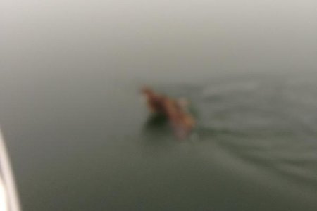 Stranded Owl desperately attempting to board