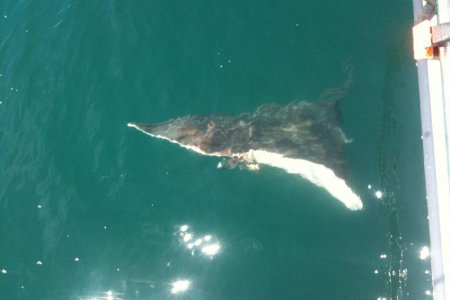 huge skate