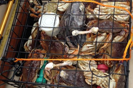 crab