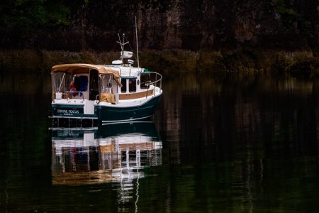 Divine Focus in K-9 Cove
