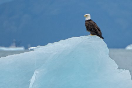 Eagle on Ice