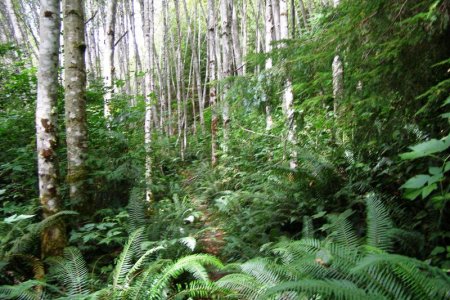 Trail at Lagoon Cove
