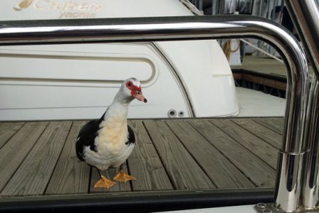 duck