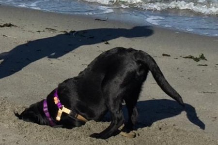 7 Cooper loves the beach!