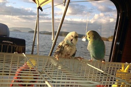 Budgies_Mud_Bay