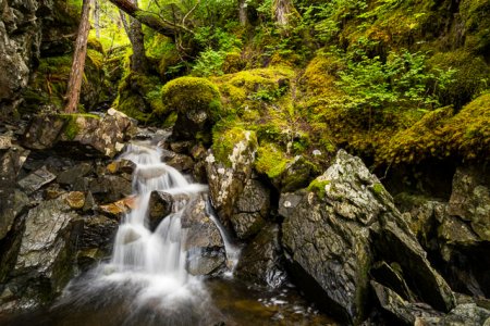Tiny Salmon Stream