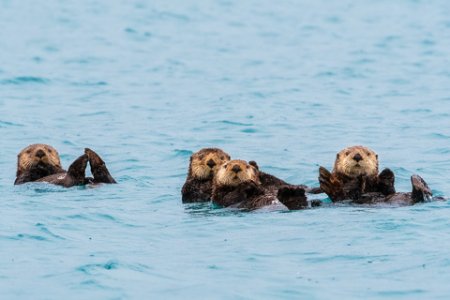 wildlife_1