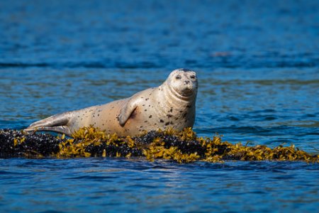 wildlife_5