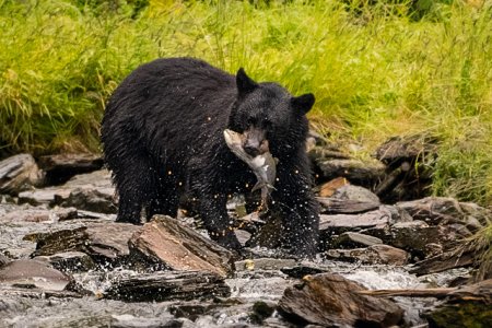 wildlife_2