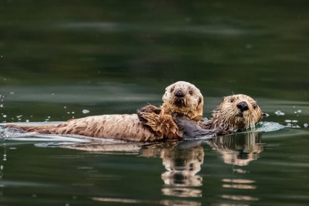 wildlife_4