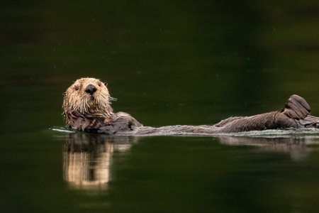 wildlife_3