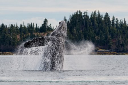 wildlife_6