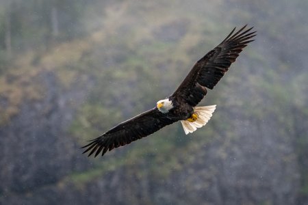 wildlife_7