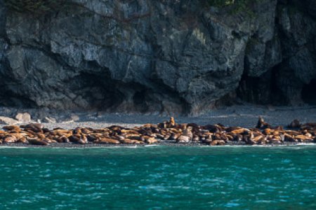 Sea Lion Beach on Glacier Island
